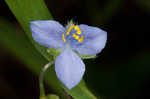 Spiderwort